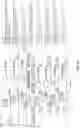 Fig. 34 - GLYCOENGINEERING IMMUNOGLOBULIN E