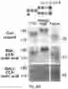 Fig. 39 - GLYCOENGINEERING IMMUNOGLOBULIN E