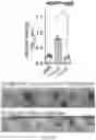 Fig. 41 - GLYCOENGINEERING IMMUNOGLOBULIN E