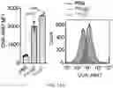 Fig. 47 - GLYCOENGINEERING IMMUNOGLOBULIN E