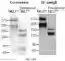 Fig. 51 - GLYCOENGINEERING IMMUNOGLOBULIN E