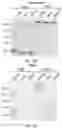 Fig. 54 - GLYCOENGINEERING IMMUNOGLOBULIN E