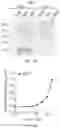 Fig. 55 - GLYCOENGINEERING IMMUNOGLOBULIN E