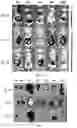 Fig. 17 - MICRO-NANO STRUCTURE FORMED BY SELF-ASSEMBLING ORGANIC SMALL MOLECULE COMPOUND AND USE THEREOF