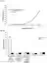 Fig. 09 - COMPOSITIONS, COMBINATIONS AND RELATED METHODS FOR PHOTOIMMUNOTHERAPY