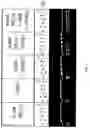 Fig. 04 - Compositions Containing Nucleosides and Manganese and Their Uses