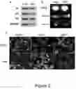 Fig. 03 - COMPOSITION, METHOD AND USE THEREOF