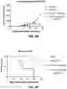 Fig. 09 - Antibody-sting agonist conjugates and their use in immunotherapy
