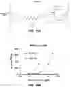 Fig. 21 - Antibody-sting agonist conjugates and their use in immunotherapy