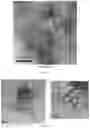 Fig. 02 - Sol-Gel Vaults and Methods of Making and Using Thereof