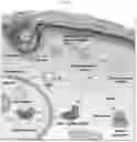 Fig. 03 - UNIVERSAL MULTI-FUNCTIONAL GSH-RESPONSIVE SILICA NANOPARTICLES FOR DELIVERY OF BIOMOLECULES INTO CELLS