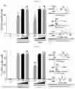 Fig. 07 - UNIVERSAL MULTI-FUNCTIONAL GSH-RESPONSIVE SILICA NANOPARTICLES FOR DELIVERY OF BIOMOLECULES INTO CELLS