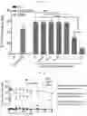 Fig. 08 - UNIVERSAL MULTI-FUNCTIONAL GSH-RESPONSIVE SILICA NANOPARTICLES FOR DELIVERY OF BIOMOLECULES INTO CELLS