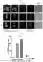 Fig. 09 - UNIVERSAL MULTI-FUNCTIONAL GSH-RESPONSIVE SILICA NANOPARTICLES FOR DELIVERY OF BIOMOLECULES INTO CELLS