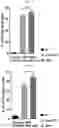 Fig. 10 - UNIVERSAL MULTI-FUNCTIONAL GSH-RESPONSIVE SILICA NANOPARTICLES FOR DELIVERY OF BIOMOLECULES INTO CELLS