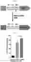 Fig. 11 - UNIVERSAL MULTI-FUNCTIONAL GSH-RESPONSIVE SILICA NANOPARTICLES FOR DELIVERY OF BIOMOLECULES INTO CELLS