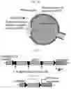 Fig. 13 - UNIVERSAL MULTI-FUNCTIONAL GSH-RESPONSIVE SILICA NANOPARTICLES FOR DELIVERY OF BIOMOLECULES INTO CELLS