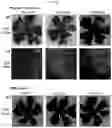 Fig. 14 - UNIVERSAL MULTI-FUNCTIONAL GSH-RESPONSIVE SILICA NANOPARTICLES FOR DELIVERY OF BIOMOLECULES INTO CELLS