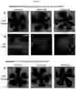 Fig. 15 - UNIVERSAL MULTI-FUNCTIONAL GSH-RESPONSIVE SILICA NANOPARTICLES FOR DELIVERY OF BIOMOLECULES INTO CELLS