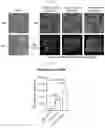 Fig. 16 - UNIVERSAL MULTI-FUNCTIONAL GSH-RESPONSIVE SILICA NANOPARTICLES FOR DELIVERY OF BIOMOLECULES INTO CELLS