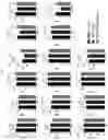 Fig. 18 - UNIVERSAL MULTI-FUNCTIONAL GSH-RESPONSIVE SILICA NANOPARTICLES FOR DELIVERY OF BIOMOLECULES INTO CELLS