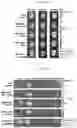 Fig. 22 - UNIVERSAL MULTI-FUNCTIONAL GSH-RESPONSIVE SILICA NANOPARTICLES FOR DELIVERY OF BIOMOLECULES INTO CELLS
