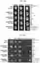 Fig. 24 - UNIVERSAL MULTI-FUNCTIONAL GSH-RESPONSIVE SILICA NANOPARTICLES FOR DELIVERY OF BIOMOLECULES INTO CELLS