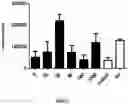 Fig. 10 - CAPPED AND UNCAPPED RNA MOLECULES AND BLOCK COPOLYMERS FOR INTRACELLULAR DELIVERY OF RNA