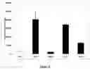 Fig. 16 - CAPPED AND UNCAPPED RNA MOLECULES AND BLOCK COPOLYMERS FOR INTRACELLULAR DELIVERY OF RNA