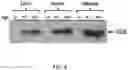 Fig. 03 - Compositions and Methods for the Treatment of Genetic Diseases