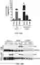 Fig. 22 - Compositions and Methods for the Treatment of Genetic Diseases
