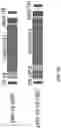 Fig. 47 - Compositions and Methods for the Treatment of Genetic Diseases