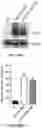 Fig. 48 - Compositions and Methods for the Treatment of Genetic Diseases