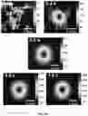 Fig. 22 - SENSITIVITY ADVANCES IN ULTRASOUND SWITCHABLE FLUORESCENCE SYSTEMS AND TECHNIQUES