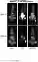 Fig. 12 - Macrocyclic Agents for Targeted Dual-Modality PET and MRI Imaging of Cancer