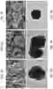 Fig. 05 - ADHESIVE FOR OSSEOINTEGRATED PERCUTANEOUS DEVICES