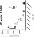 Fig. 13 - ADHESIVE FOR OSSEOINTEGRATED PERCUTANEOUS DEVICES