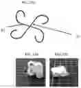 Fig. 25 - Demineralized bone fiber implant compositions and methods for rotator cuff and ACL repair