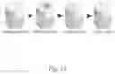 Fig. 20 - Engineering mechanically functional human cartilage and method of making same