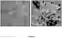 Fig. 05 - BONE-LIKE PROSTHETIC IMPLANTS