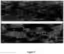 Fig. 06 - BONE-LIKE PROSTHETIC IMPLANTS