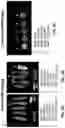 Fig. 07 - X-RAY AND MRI VISIBLE SHAPE MEMORY POLYMER BIOPSY SEALING DEVICE