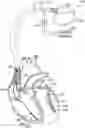 Fig. 01 - Method and device for designating left ventricular pacing based on pre-LV and post-LV pacing cardiac activity signals