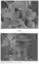 Fig. 03 - Nicotinamide dummy template surface molecularly imprinted polymer and preparation method and application thereof