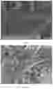 Fig. 04 - Nicotinamide dummy template surface molecularly imprinted polymer and preparation method and application thereof
