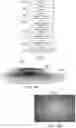Fig. 04 - Spatial light modulator (SLM) controller for headlights
