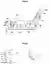 Fig. 05 - Device for preventing submarine phenomenon in fold and dive seat for vehicle