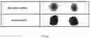 Fig. 15 - Derivatives of sulindac can protect normal cells against oxidative damage