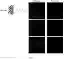 Fig. 10 - Bifunctional linker for bisconjugation, method of synthesis, and method of use