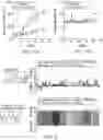 Fig. 07 - Compositions and methods for the treatment of cancer